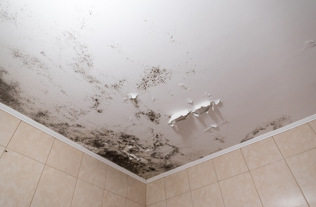 Dangers of Black Mold and How to Safely Remove It
