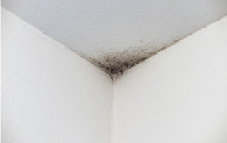 Mold Prevention and Restoration Tips for Renters and Landlords
