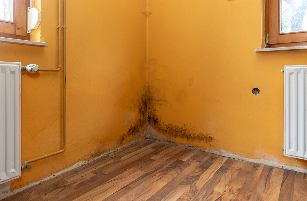 Mold Damage Repair Near Advance